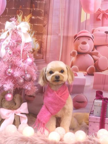 20241221ちゃいろくん